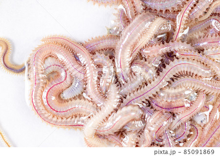 Sand Worm (Perinereis sp.) is the same species as sea worms (Polychaete), Living in a beach area with relatively shallow water levels for education in laboratory. Sand Worm (Perinereis sp.) is the same species as sea worms (Polychaete), Living in a beach area with relatively shallow water levels for education in laboratory. 85091869
