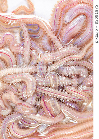 Sand Worm (Perinereis sp.) is the same species as sea worms (Polychaete), Living in a beach area with relatively shallow water levels for education in laboratory. Sand Worm (Perinereis sp.) is the same species as sea worms (Polychaete), Living in a beach area with relatively shallow water levels for education in laboratory. 85091875