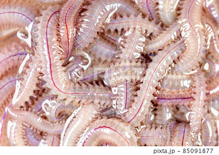 Sand Worm (Perinereis sp.) is the same species as sea worms (Polychaete), Living in a beach area with relatively shallow water levels for education in laboratory. 85091877