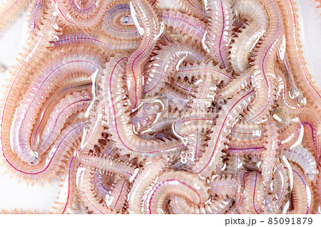 Sand Worm (Perinereis sp.) is the same species as sea worms (Polychaete), Living in a beach area with relatively shallow water levels for education in laboratory. Sand Worm (Perinereis sp.) is the same species as sea worms (Polychaete), Living in a beach area with relatively shallow water levels for education in laboratory. 85091879