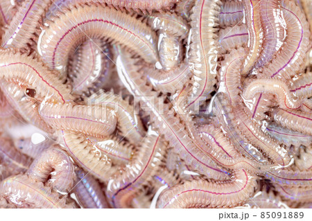 Sand Worm (Perinereis sp.) is the same species as sea worms (Polychaete), Living in a beach area with relatively shallow water levels for education in laboratory. Sand Worm (Perinereis sp.) is the same species as sea worms (Polychaete), Living in a beach area with relatively shallow water levels for education in laboratory. 85091889