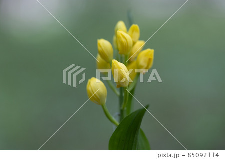 山や丘陵の林の中に生える地上性の黄色いラン キンラン 山や丘陵の林の中に生える地上性の黄色いラン キンラン 85092114