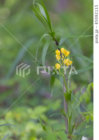 山や丘陵の林の中に生える地上性の黄色いラン キンラン 山や丘陵の林の中に生える地上性の黄色いラン キンラン 85092115