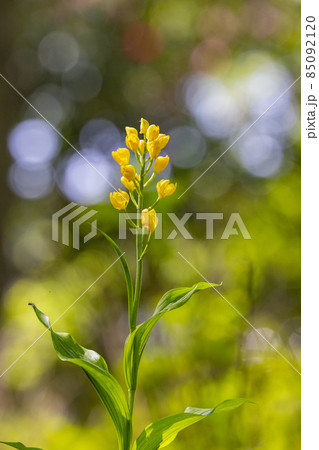 山や丘陵の林の中に生える地上性の黄色いラン　キンラン 85092120