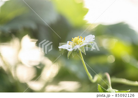 新種のいちご・かなこまちの花(かなこまち、12月) 新種のいちご・かなこまちの花(かなこまち、12月) 85092126