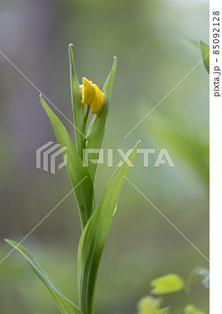 山や丘陵の林の中に生える地上性の黄色いラン　キンラン 85092128