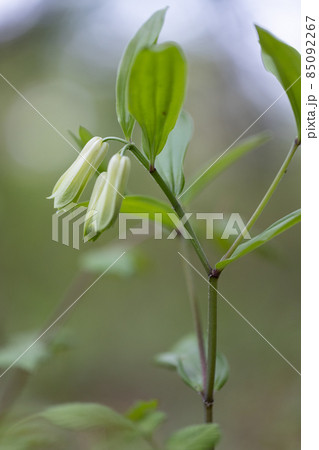 雑木林などの樹間の開けた場所に群生してアマドコロに似た花を咲かせるホウチャクソウ 85092267