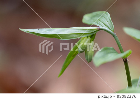 雑木林などの樹間の開けた場所に群生してアマドコロに似た花を咲かせるホウチャクソウ 85092276