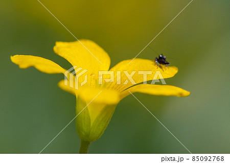 幸運の四つ葉のクローバーと間違われる カタバミ 幸運の四つ葉のクローバーと間違われる カタバミ 85092768