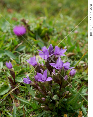 アルプスの高山植物 ドイツリンドウ Gentianella germanica アルプスの高山植物 ドイツリンドウ Gentianella germanica 85093078