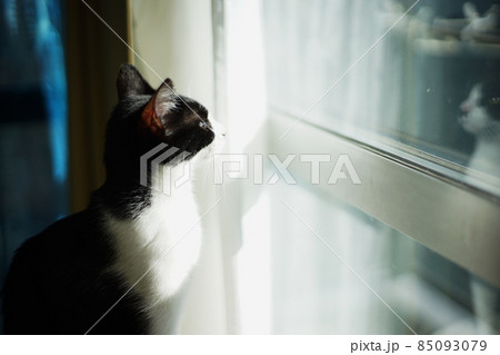 上を見上げる子猫 上を見上げる子猫 85093079