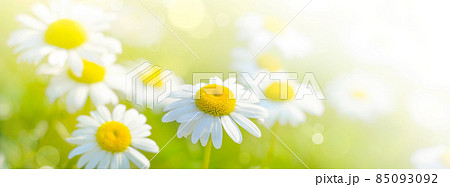 Spring background with daisy flowers field. Natural sunny background Spring background with daisy flowers field. Natural sunny background 85093092