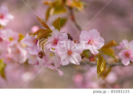出会いと別れを彩る日本の花 サクラ 出会いと別れを彩る日本の花 サクラ 85093135