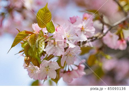 出会いと別れを彩る日本の花 サクラ 出会いと別れを彩る日本の花 サクラ 85093136