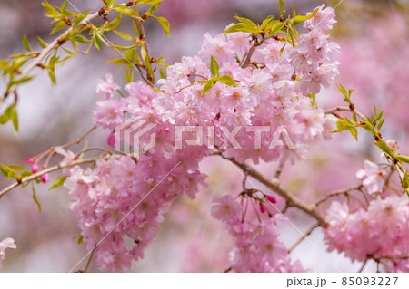 出会いと別れを彩る日本の花　サクラ 85093227