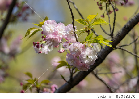 出会いと別れを彩る日本の花　サクラ 85093370
