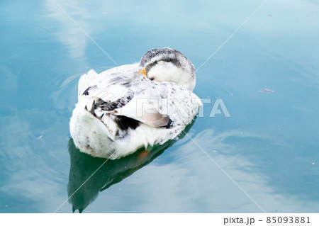 White duck is sleeping during floating on lake background 85093881