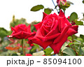 赤いバラのアップ 85094100