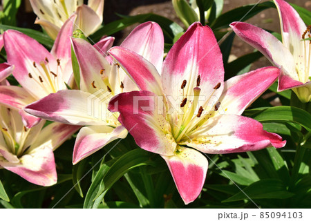 透百合 (スカシユリ) ロリポップ 85094103