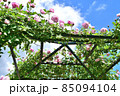 バラ園と空 85094104