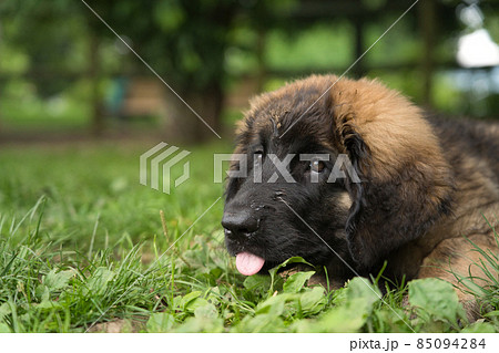 どこか寂しそうな仔犬のレオンベルガー の写真素材