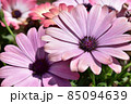 オステオスペルマム　セレニティ　ピンクマジック　横写真 85094639