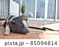 昼寝をする子豚 85094814