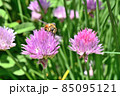 チャイブの花の蜜を吸う蜂 85095121