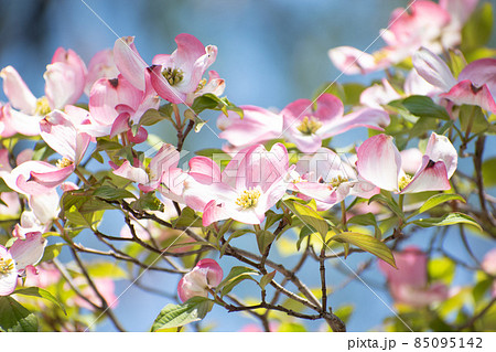 陽に向かって伸びる白とピンクの花々 陽に向かって伸びる白とピンクの花々 85095142