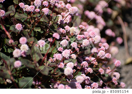 道端を可愛らしく彩るピンク色の花たちの写真素材