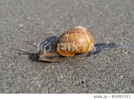 Big garden snail in shell crawling on wet road Big garden snail in shell crawling on wet road 85095351