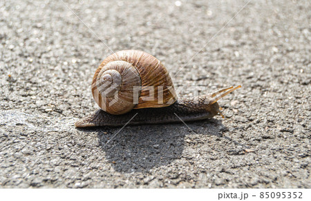 Big garden snail in shell crawling on wet road Big garden snail in shell crawling on wet road 85095352