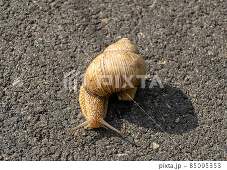 Big garden snail in shell crawling on wet road Big garden snail in shell crawling on wet road 85095353