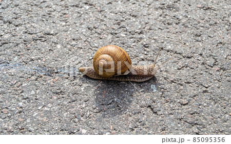 Big garden snail in shell crawling on wet road Big garden snail in shell crawling on wet road 85095356