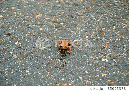 Photography to theme beautiful brown frog amphibian 85095378