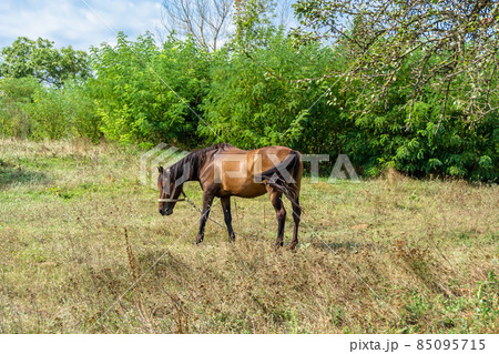 Beautiful wild brown horse stallion on summer flower meadow Beautiful wild brown horse stallion on summer flower meadow 85095715