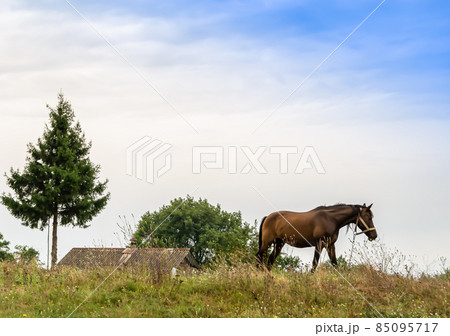 Beautiful wild brown horse stallion on summer flower meadow Beautiful wild brown horse stallion on summer flower meadow 85095717