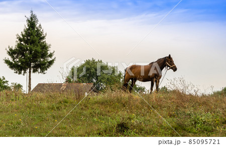 Beautiful wild brown horse stallion on summer flower meadow 85095721