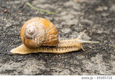Big garden snail in shell crawling on wet road Big garden snail in shell crawling on wet road 85095728