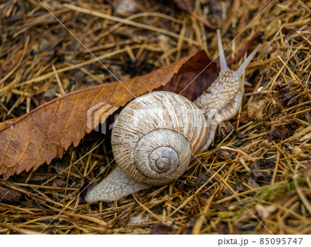 Big garden snail in shell crawling on wet road 85095747