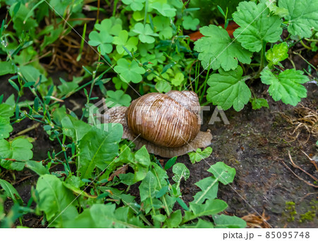 Big garden snail in shell crawling on wet road 85095748