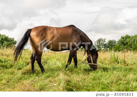 Beautiful wild brown horse stallion on summer flower meadow 85095833