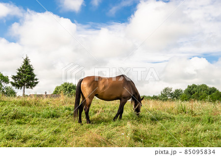 Beautiful wild brown horse stallion on summer flower meadow 85095834