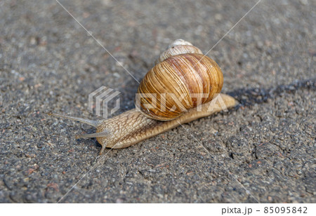 Big garden snail in shell crawling on wet road 85095842