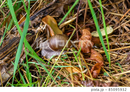 Big garden snail in shell crawling on wet road 85095932