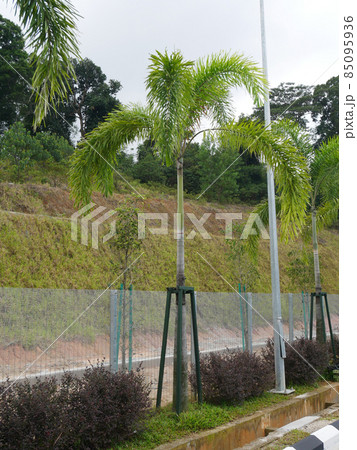SEREMBAN, MALAYSIA -MARCH 15, 2021: Landscape work. New trees are planted and supported with support tools such as wood to prevent them from falling. This tool will be removed later.  85095936