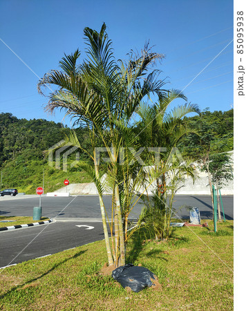 SEREMBAN, MALAYSIA -MARCH 15, 2021: Landscape work. New trees are planted and supported with support tools such as wood to prevent them from falling. This tool will be removed later.  85095938