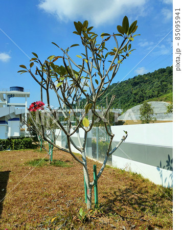 SEREMBAN, MALAYSIA -MARCH 15, 2021: Landscape work. New trees are planted and supported with support tools such as wood to prevent them from falling. This tool will be removed later.  85095941