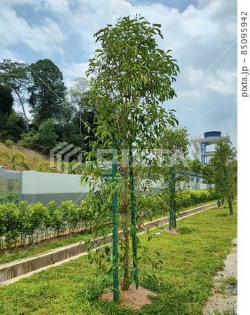 SEREMBAN, MALAYSIA -MARCH 15, 2021: Landscape work. New trees are planted and supported with support tools such as wood to prevent them from falling. This tool will be removed later.  85095942