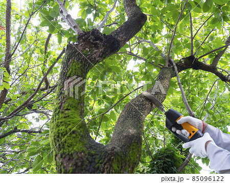 庭木の枝切りをする作業員　戸建て外構工事リフォーム 85096122